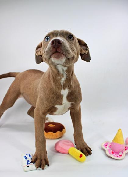 Abby — thumbnail 3