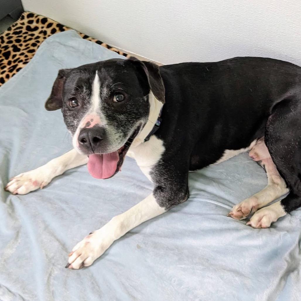 Enlarge Sir Wadsworth, a Adoptable mixed breed in Spring Hill, KS image 2/6