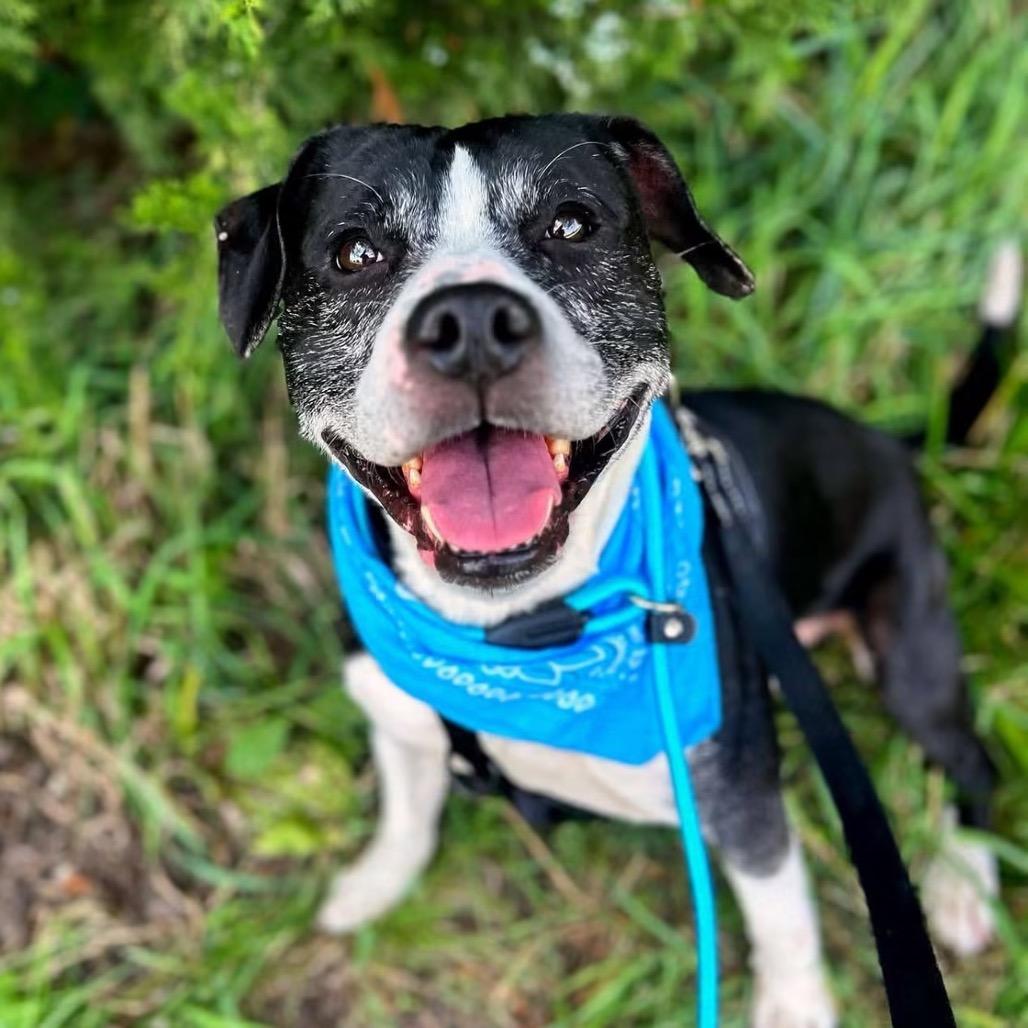 Enlarge Sir Wadsworth, a Adoptable mixed breed in Spring Hill, KS image 3/6