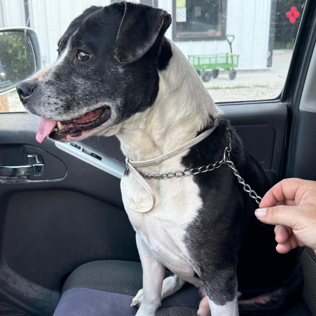 Enlarge Sir Wadsworth, a Adoptable mixed breed in Spring Hill, KS image 4/6