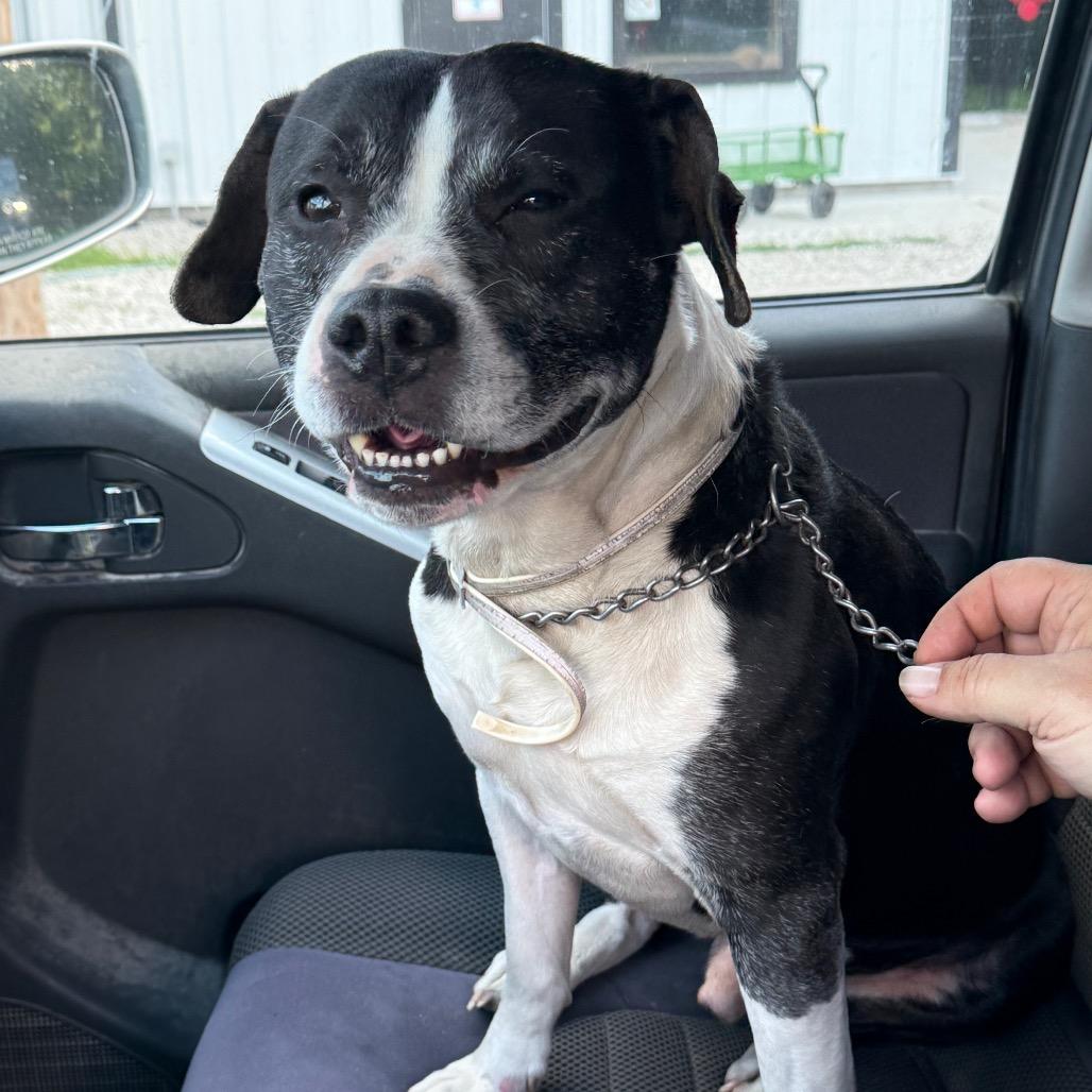 Enlarge Sir Wadsworth, a Adoptable mixed breed in Spring Hill, KS image 5/6