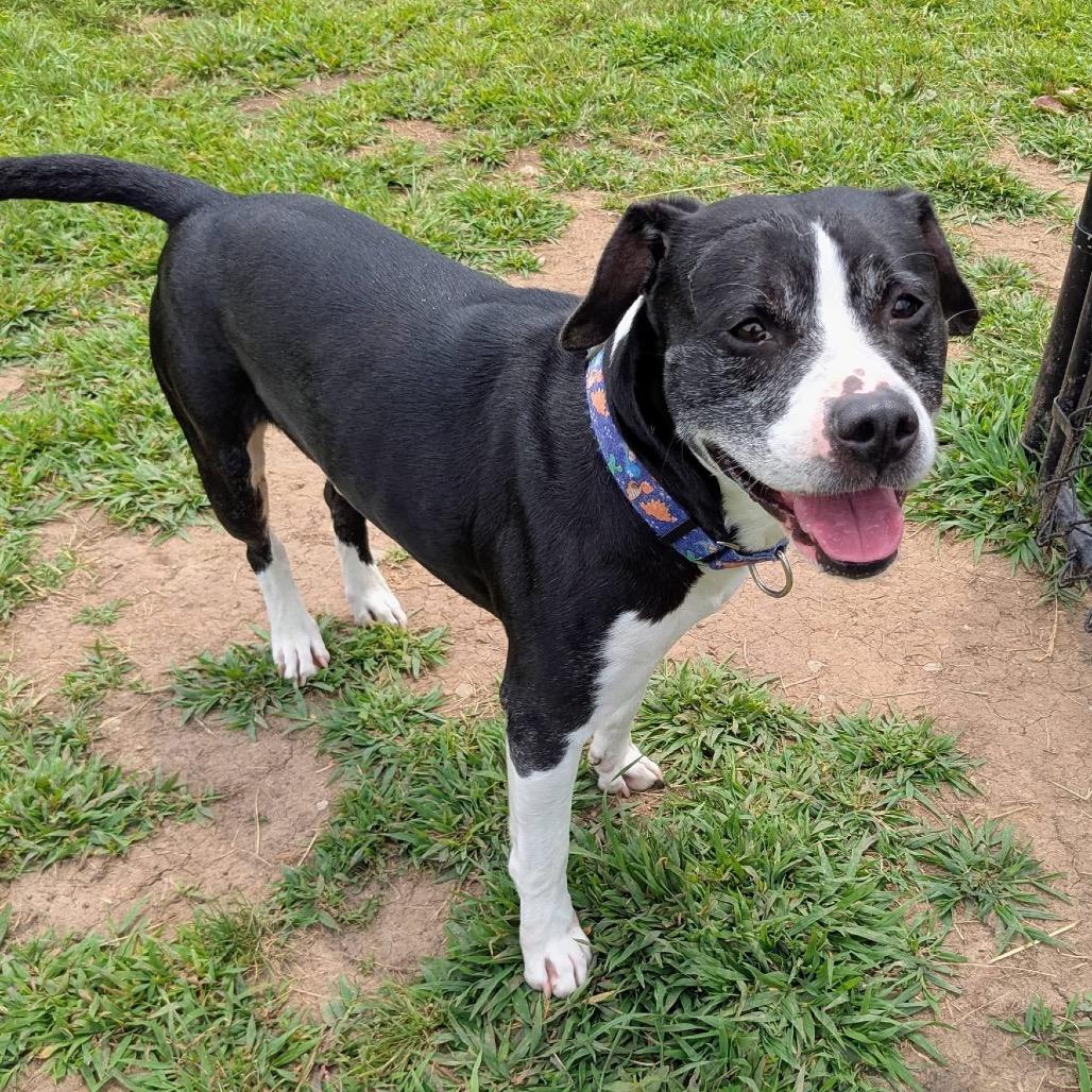 Enlarge Sir Wadsworth, a Adoptable mixed breed in Spring Hill, KS image 6/6