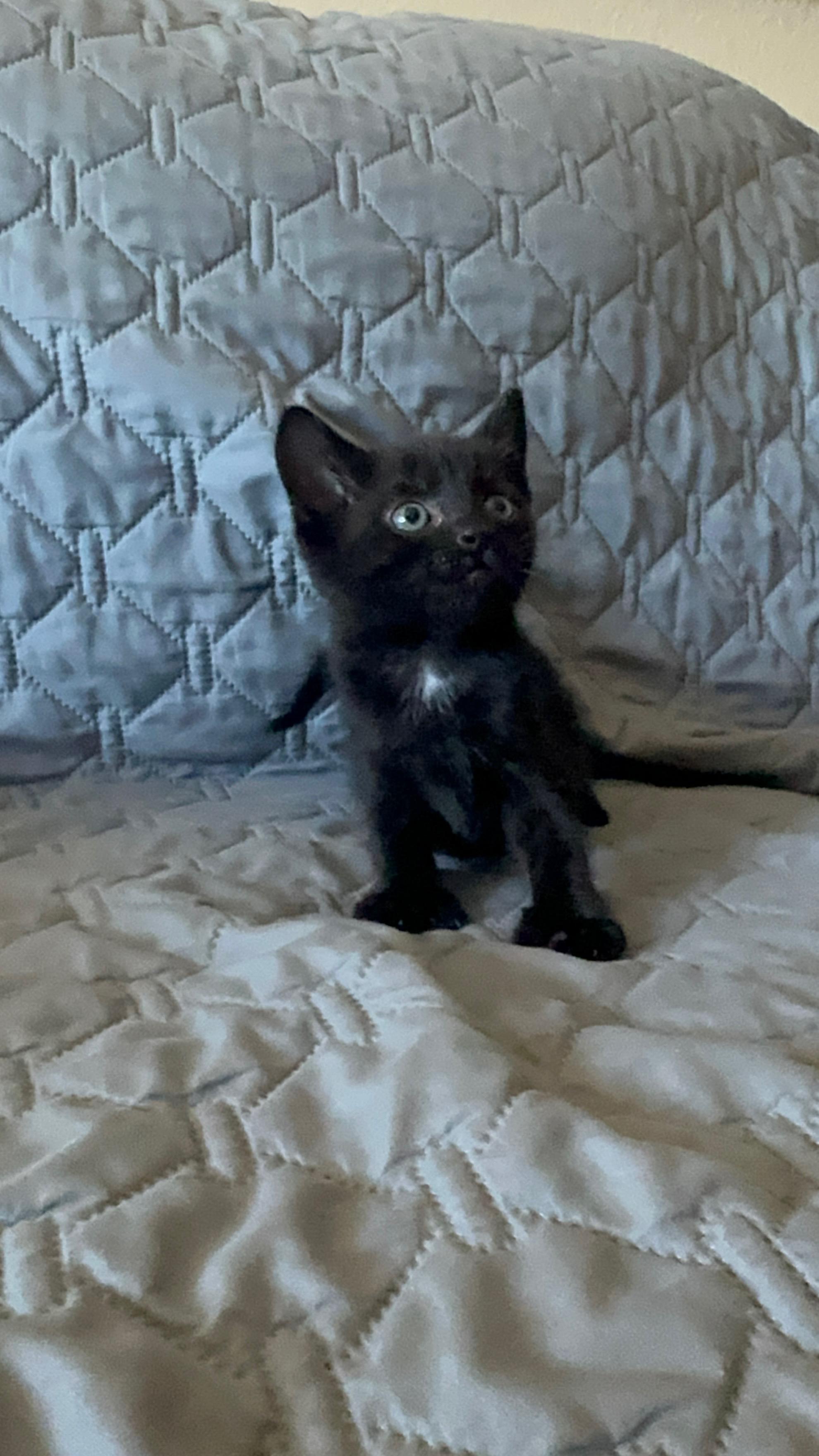 M & M, Adopted, Kitten Male Domestic Short Hair.