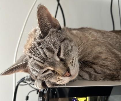 Enlarge Freyja, a Adoptable mixed breed in Washington, DC image 1/3