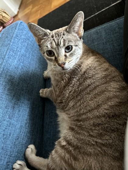 Enlarge Freyja, a Adoptable mixed breed in Washington, DC image 2/3