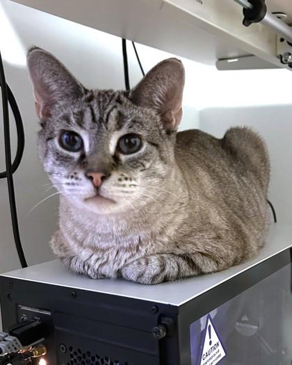 Enlarge Freyja, a Adoptable mixed breed in Washington, DC image 3/3