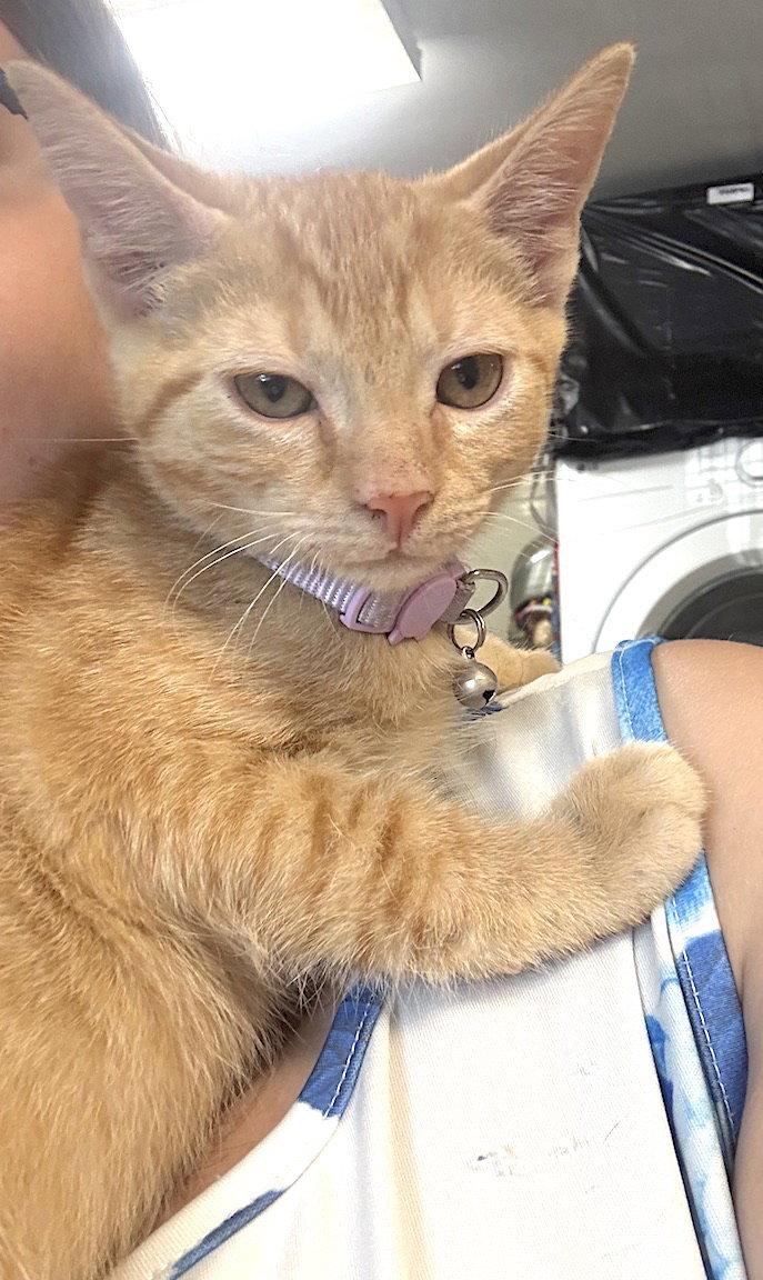 Apollo, Adoptable, Young Male Domestic Short Hair.
