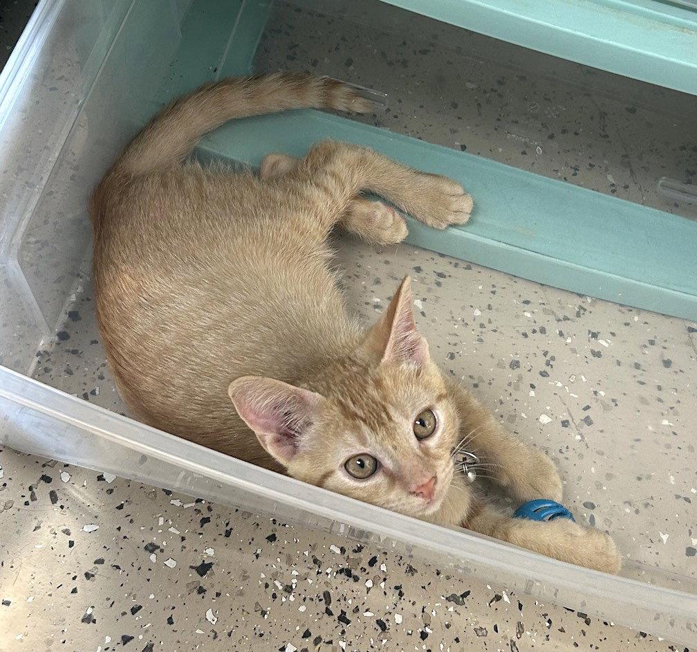 Enlarge Apollo, a Adoptable Domestic Short Hair in Albemarle, NC image 3/3