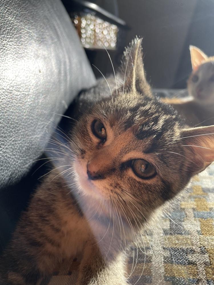 Jade 2, Adopted, Kitten Female Domestic Short Hair.