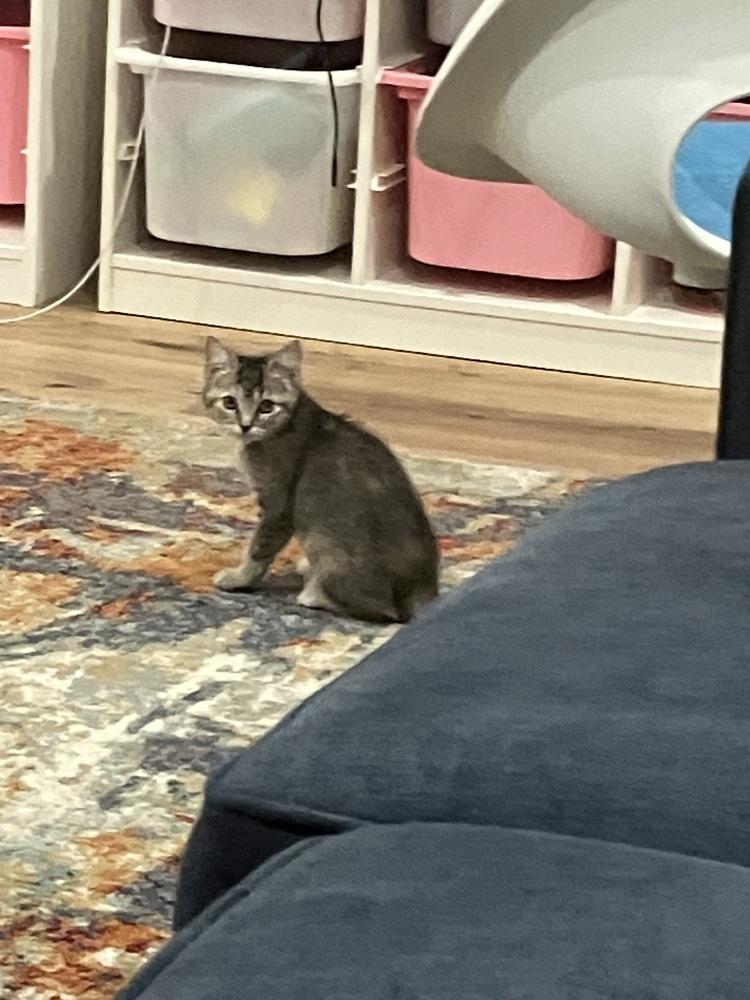 Jade 2, Adopted, Kitten Female Domestic Short Hair.