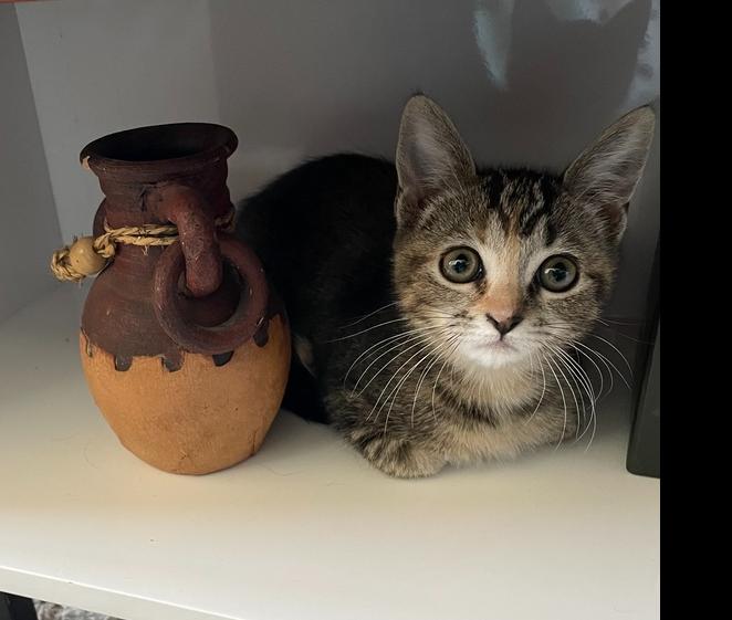 Enlarge Jade 2, a Adopted mixed breed in San Diego, CA image 3/3