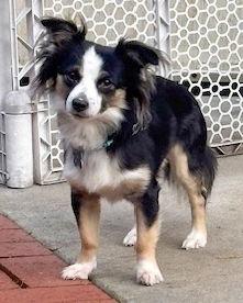 Blue, Adopted, Adult Male Chihuahua & Spaniel.