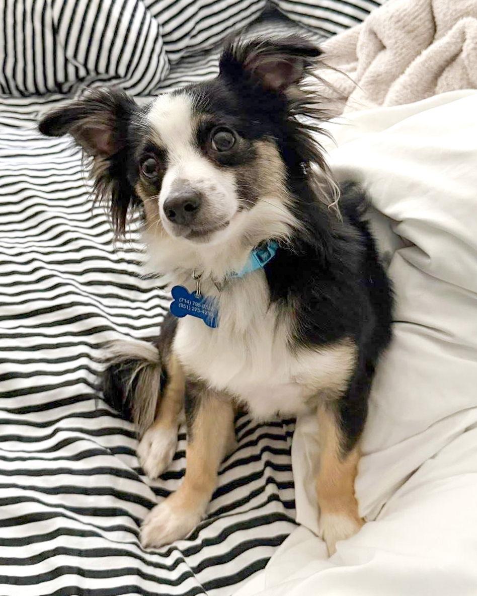 Blue, a Adopted mixed breed in Corona, CA image 3/3