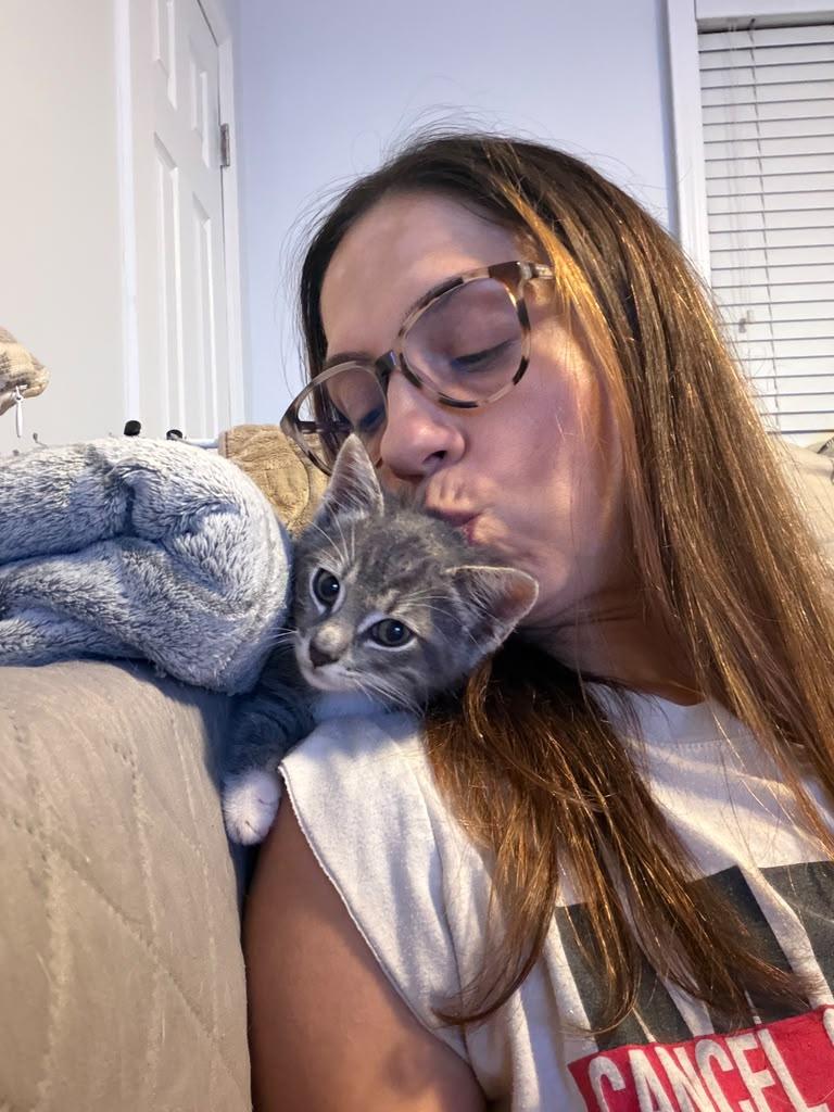 Enlarge Ash, a Adopted Domestic Medium Hair in South Ozone Park, NY image 4/6