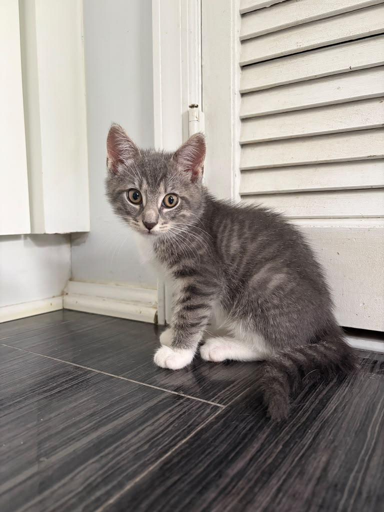 Enlarge Ash, a Adopted Domestic Medium Hair in South Ozone Park, NY image 2/6
