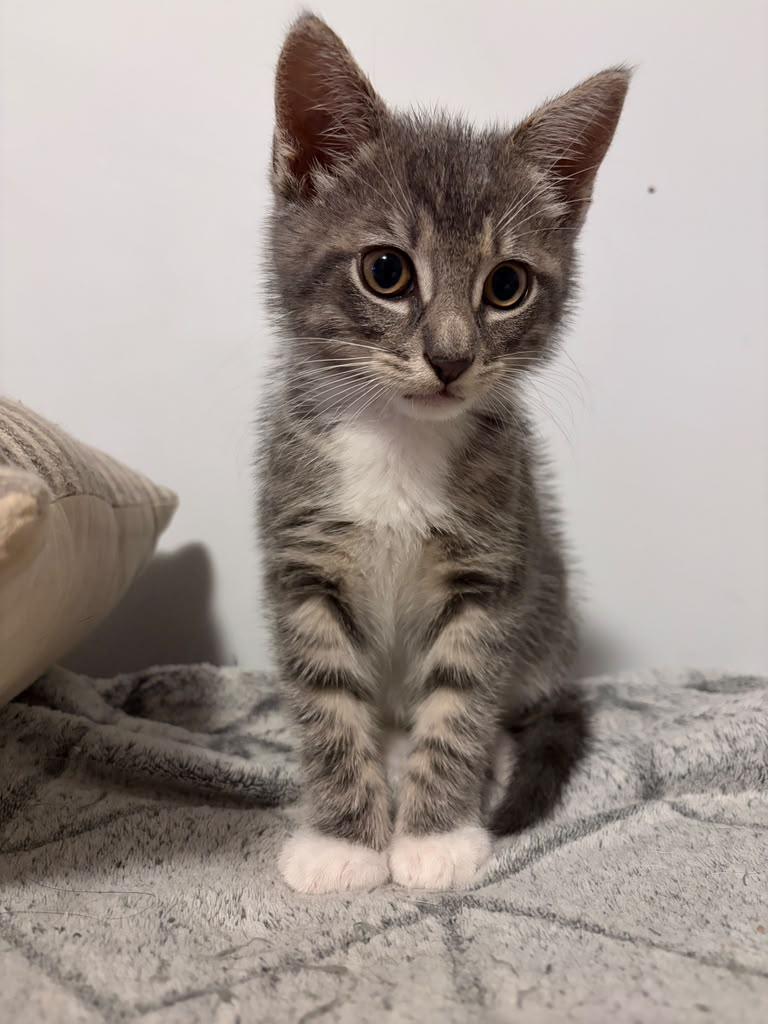 Ash, Adopted, Kitten Male Domestic Medium Hair.