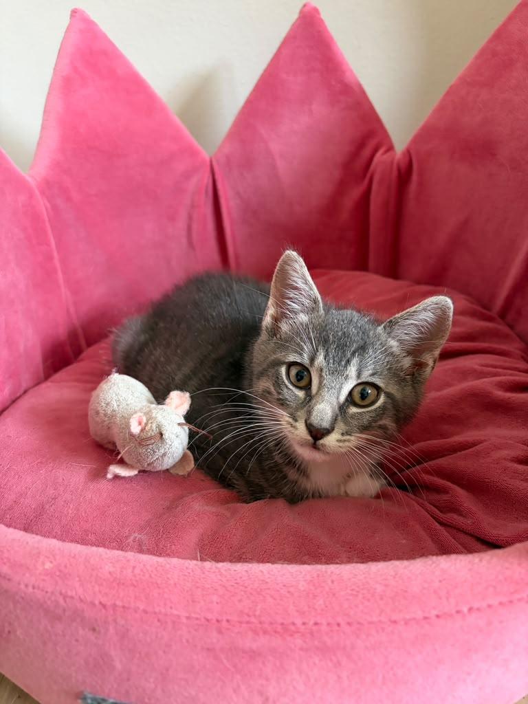 Enlarge Ash, a Adopted Domestic Medium Hair in South Ozone Park, NY image 5/6