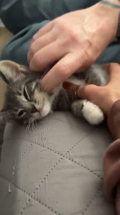 Enlarge Ash, a Adopted Domestic Medium Hair in South Ozone Park, NY video 3/6