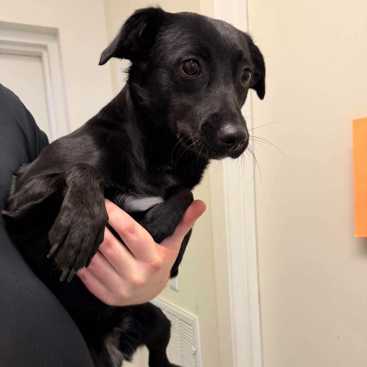 Jessie, Adoptable, Young Female Black Labrador Retriever.