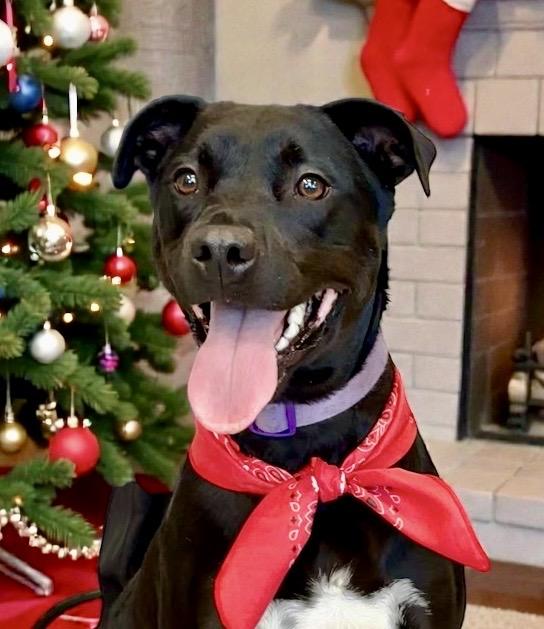 Nova, Adoptable, Young Female Labrador Retriever.