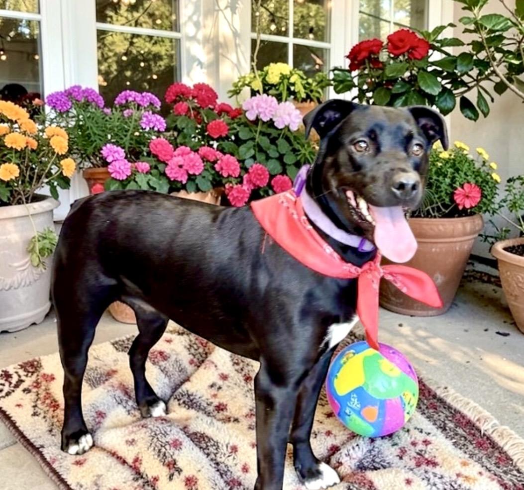 Enlarge Nova, an adoptable mixed breed in Perry, IA image 3/6