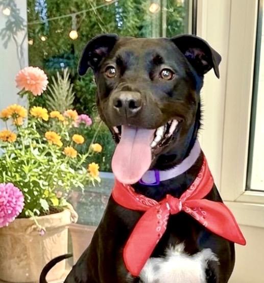 Enlarge Nova, an adoptable mixed breed in Perry, IA image 1/6