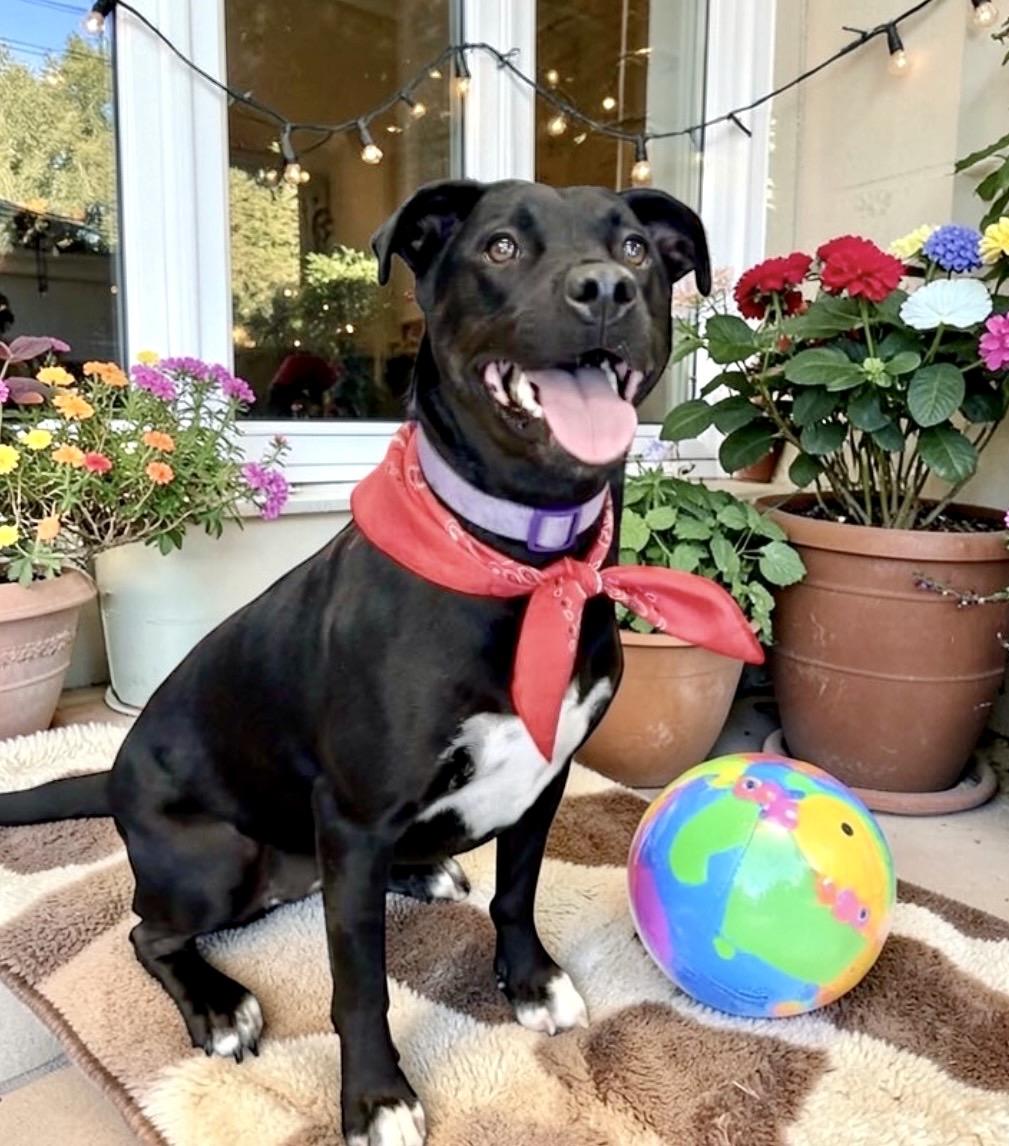 Enlarge Nova, an adoptable mixed breed in Perry, IA image 5/6