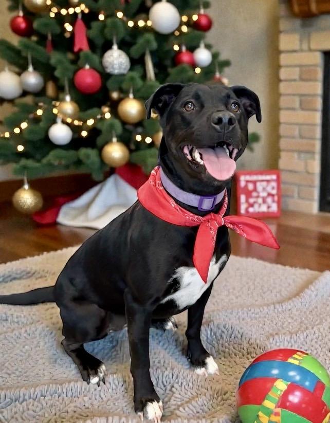 Enlarge Nova, a Adoptable mixed breed in Perry, IA image 3/5