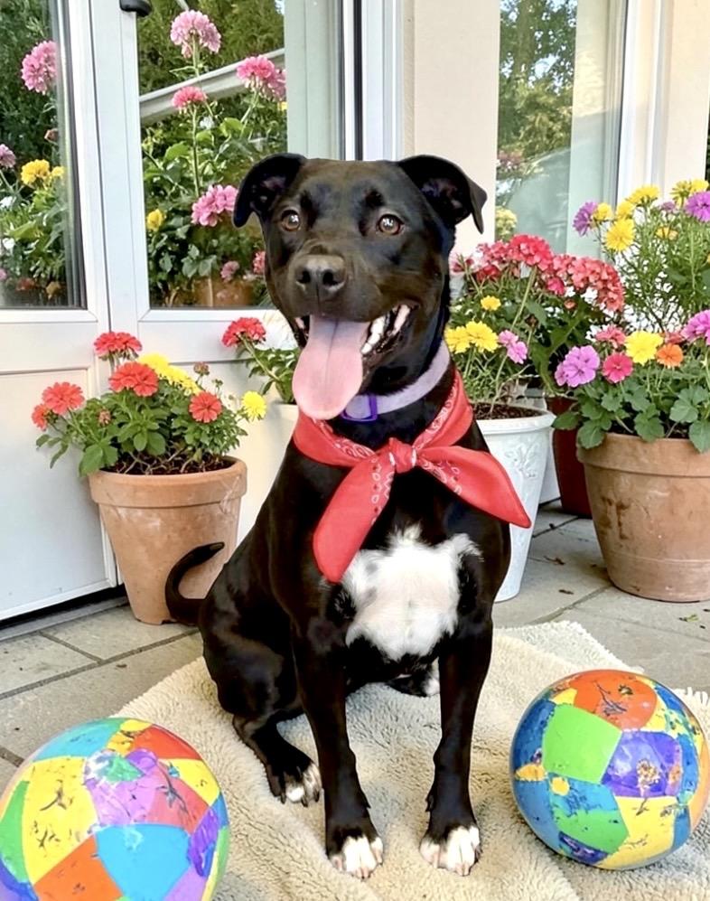 Enlarge Nova, an adoptable mixed breed in Perry, IA image 4/6