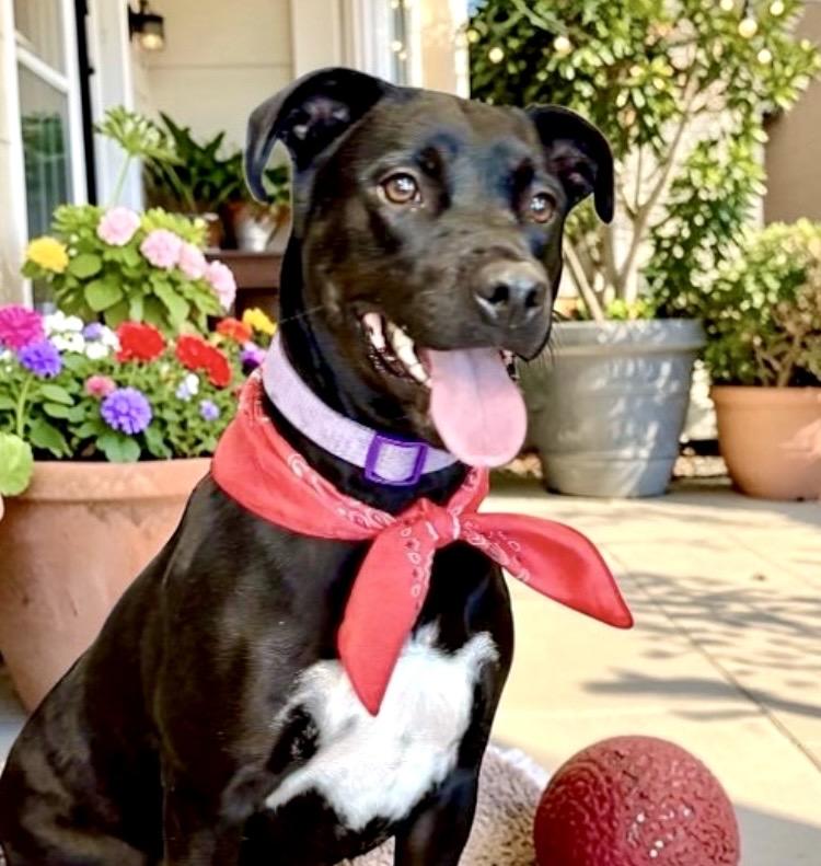 Enlarge Nova, an adoptable mixed breed in Perry, IA image 2/6