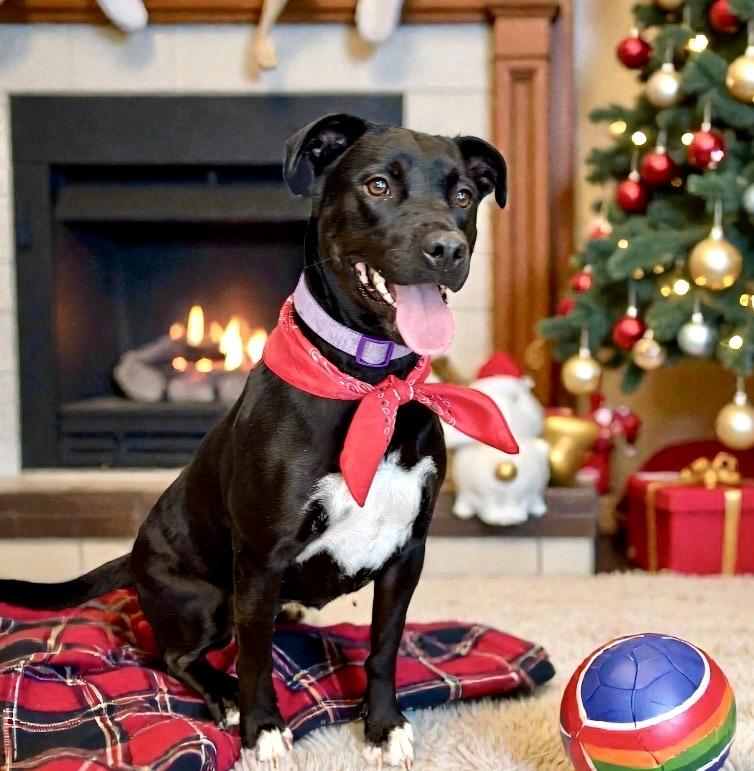 Enlarge Nova, a Adoptable mixed breed in Perry, IA image 2/5