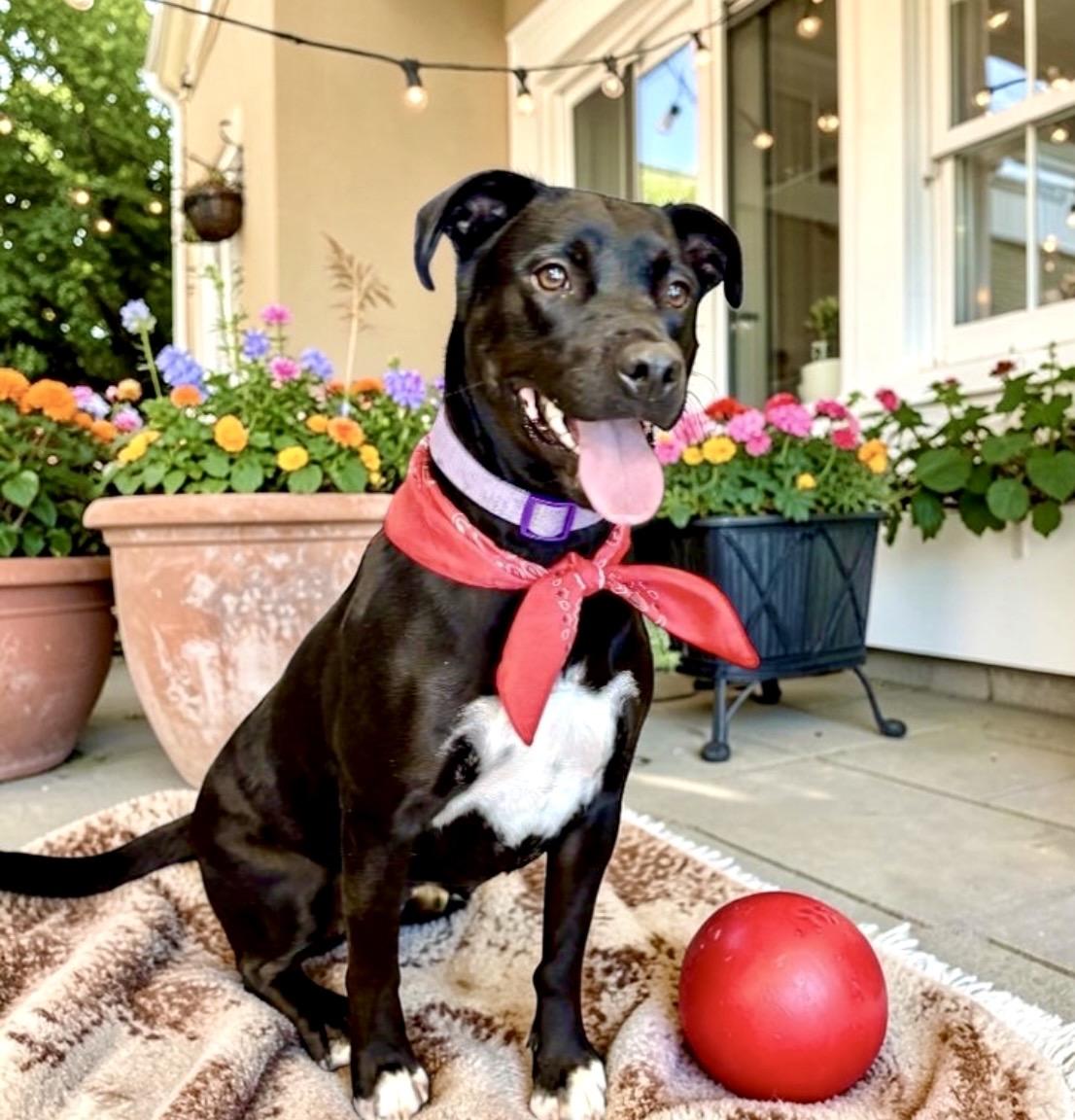 Enlarge Nova, an adoptable mixed breed in Perry, IA image 6/6