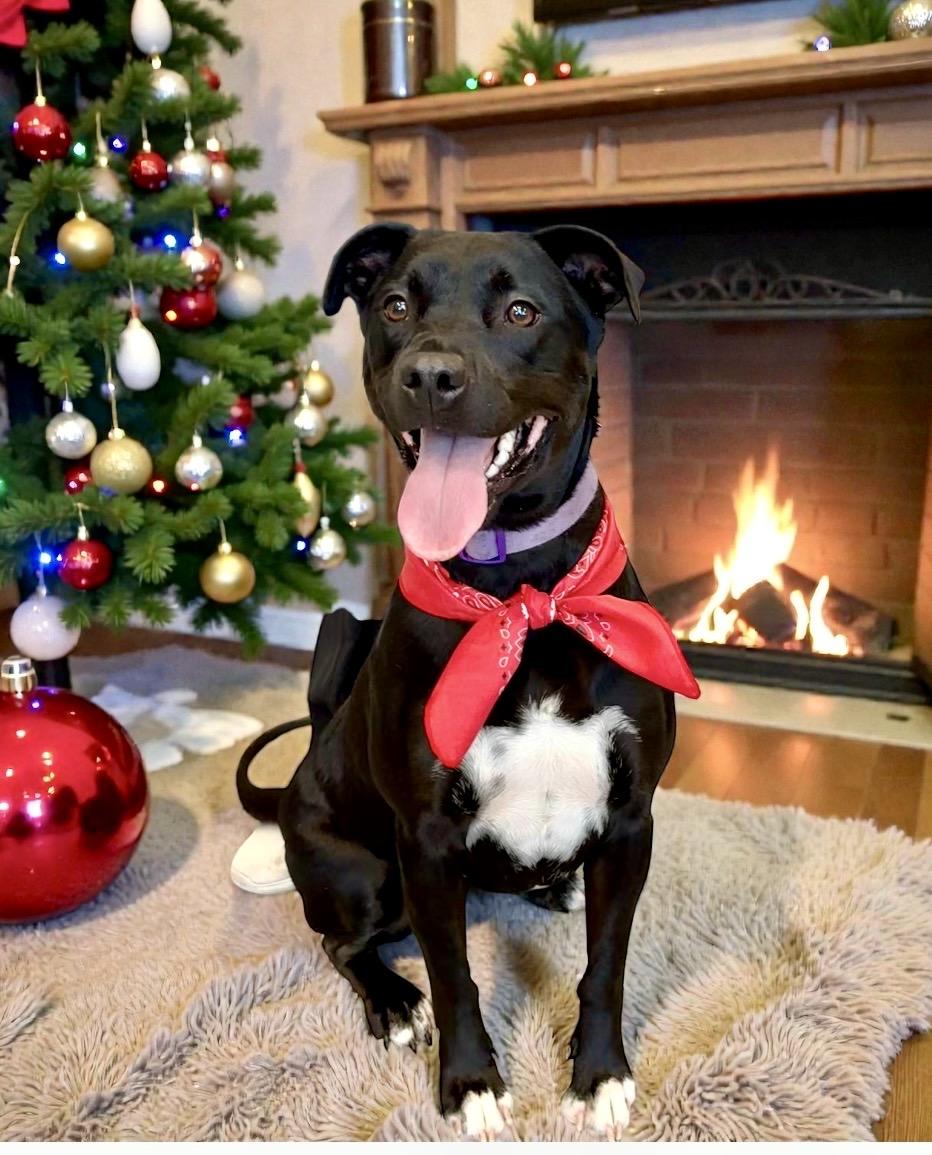 Enlarge Nova, a Adoptable mixed breed in Perry, IA image 4/5