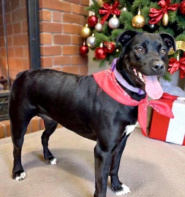 Enlarge Nova, a Adoptable mixed breed in Perry, IA image 5/5