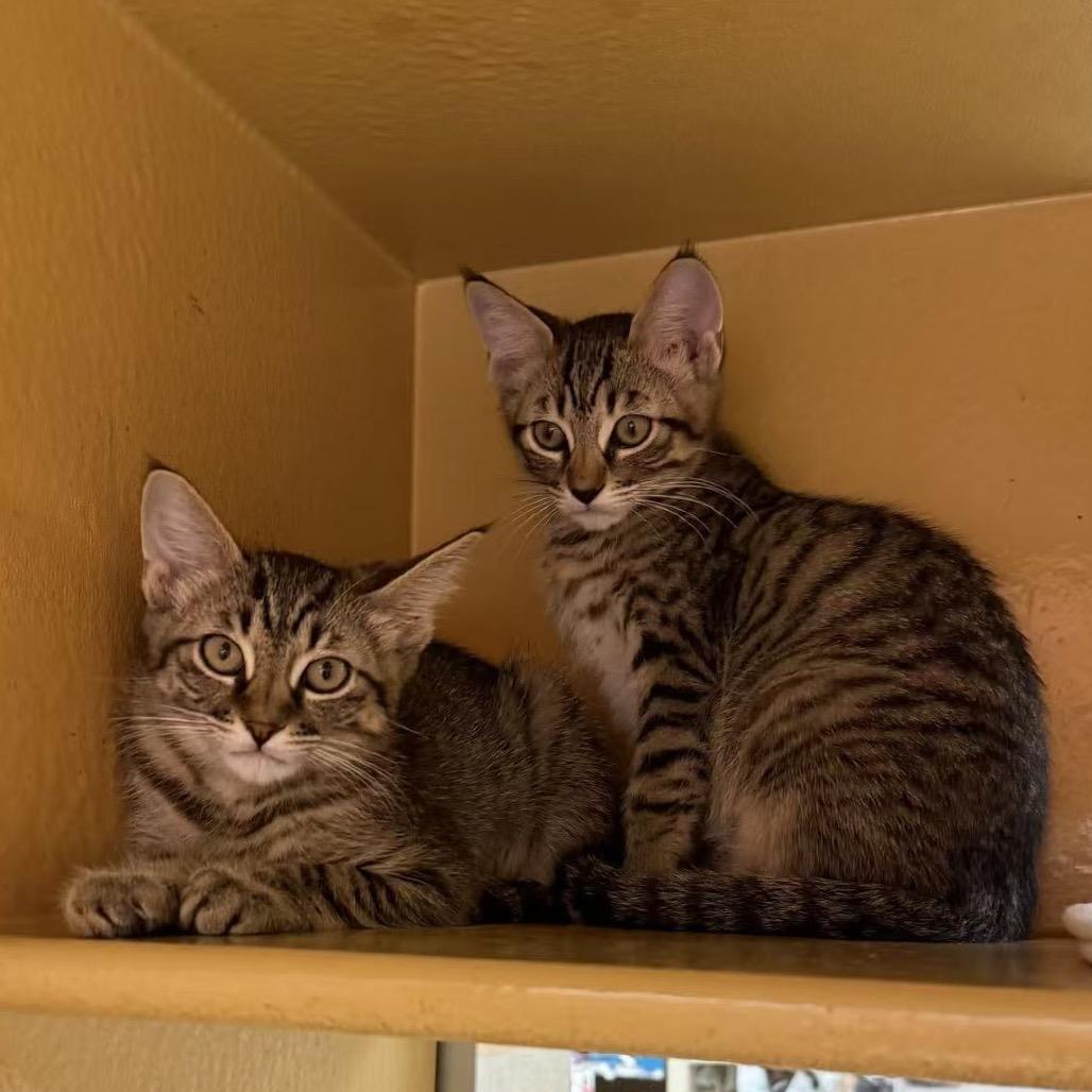 Lily, Adoptable, Kitten Female Domestic Short Hair.
