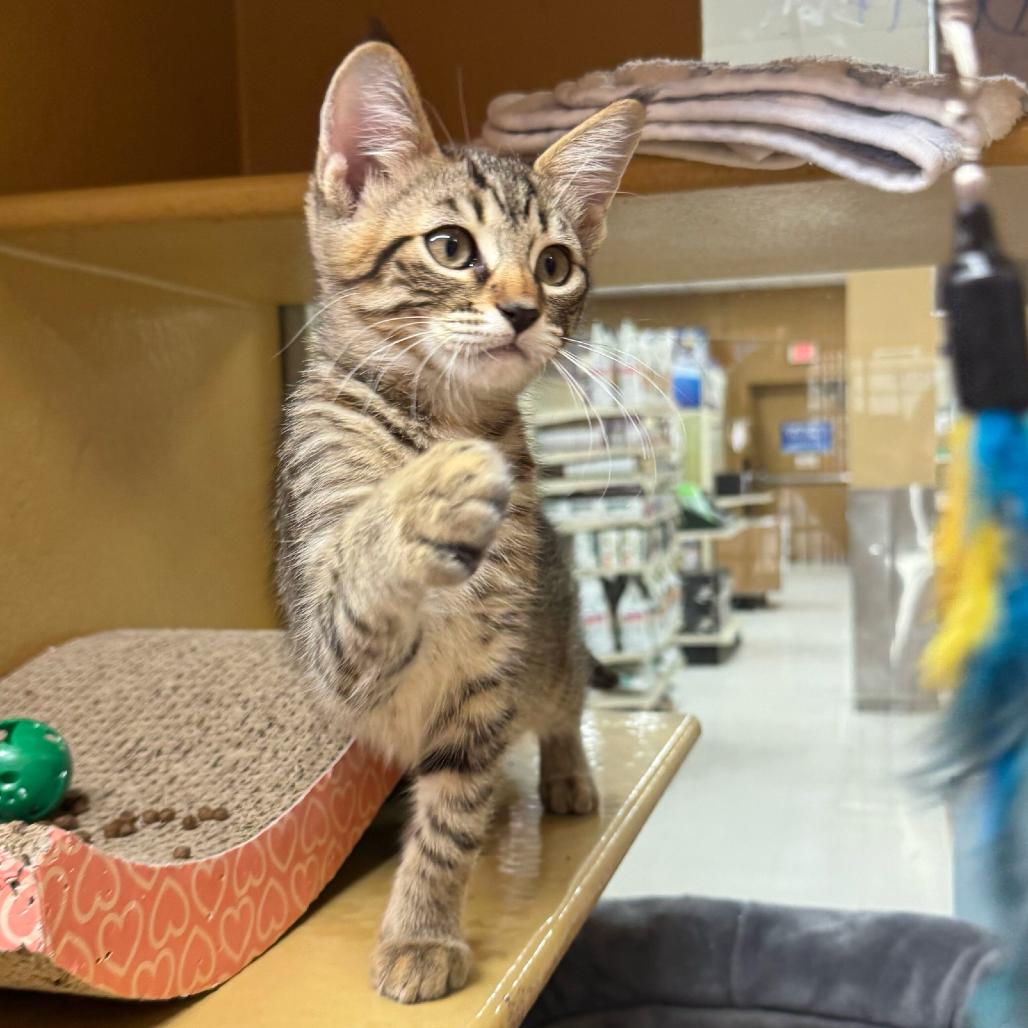 Lily, a Adoptable Domestic Short Hair in Escondido, CA image 2/5