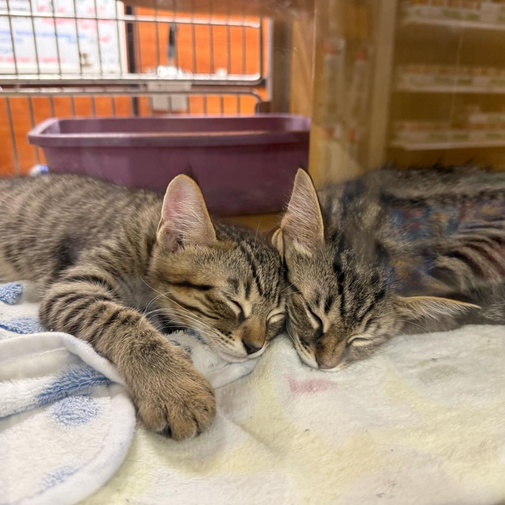 Lily, a Adoptable Domestic Short Hair in Escondido, CA image 3/5