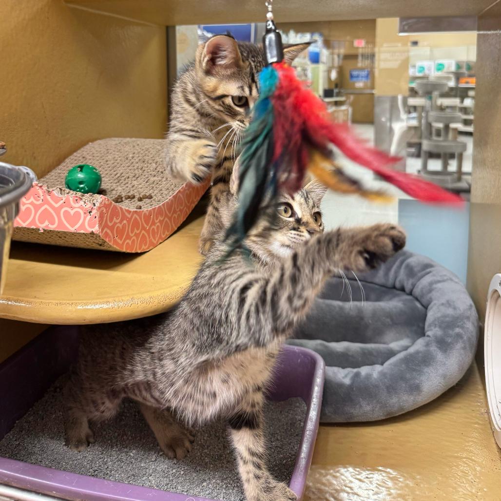 Lily, a Adoptable Domestic Short Hair in Escondido, CA image 4/5