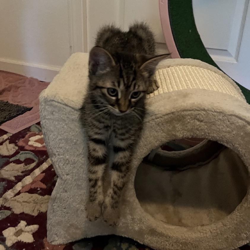 Lily, a Adoptable Domestic Short Hair in Escondido, CA image 5/5