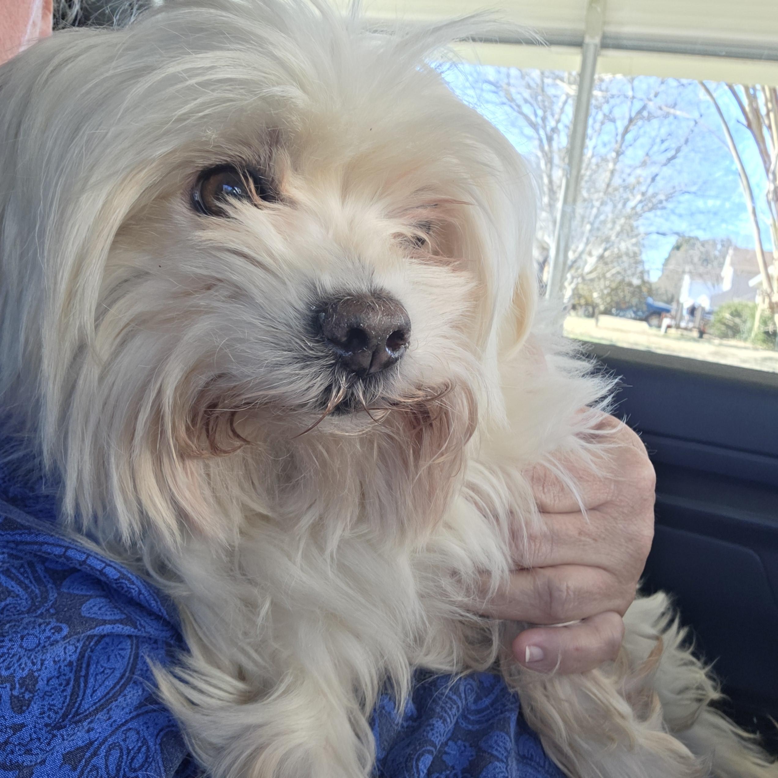 Enlarge Yuki, an adopted mixed breed in Stockbridge, GA image 2/2