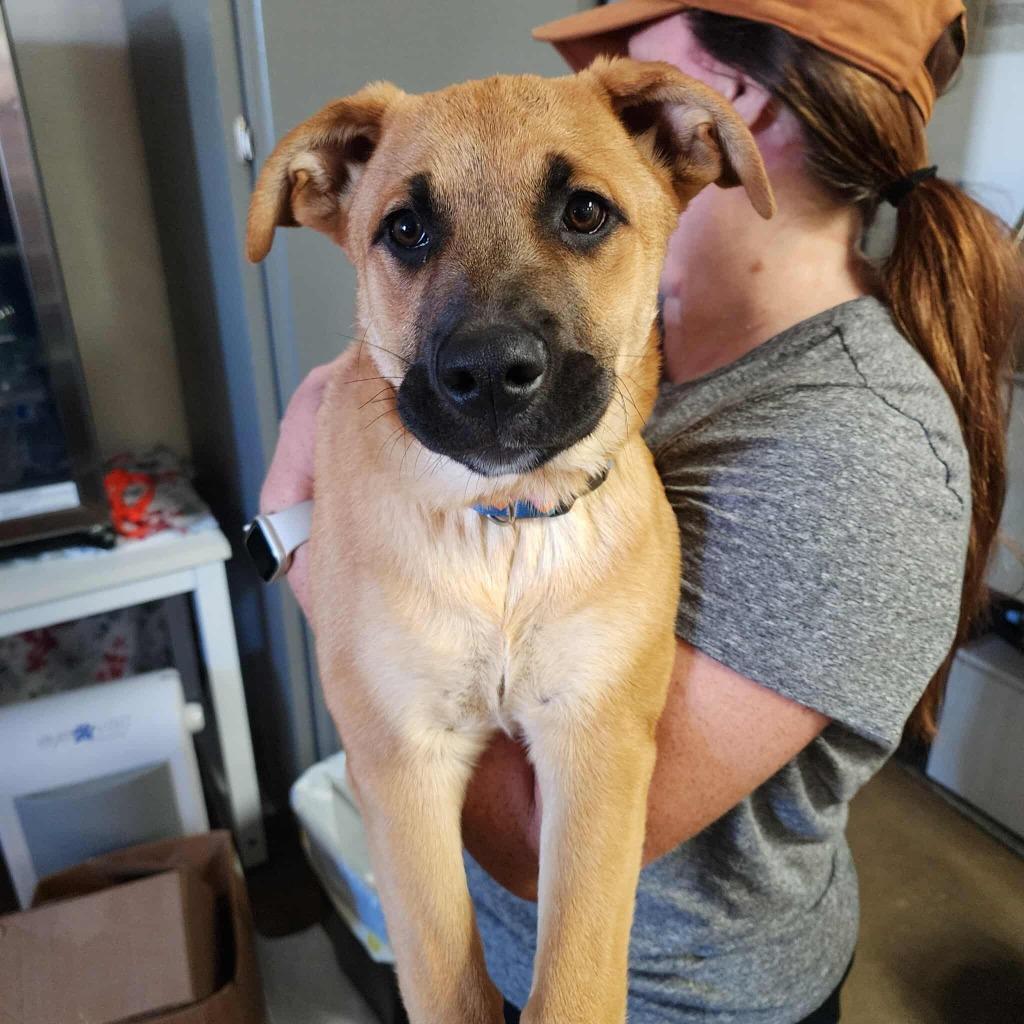 Enlarge Tammy, a Adoptable Labrador Retriever in Mesa, AZ image 1/1