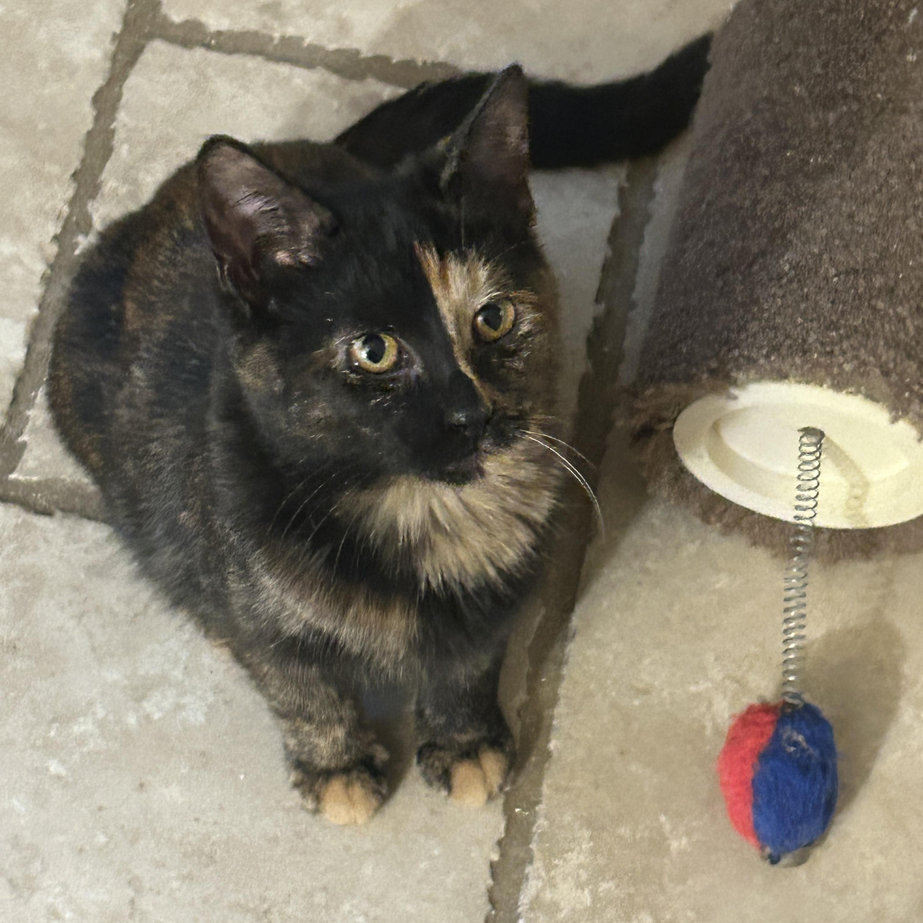 Raina, adopted, Kitten Female Tortoiseshell.