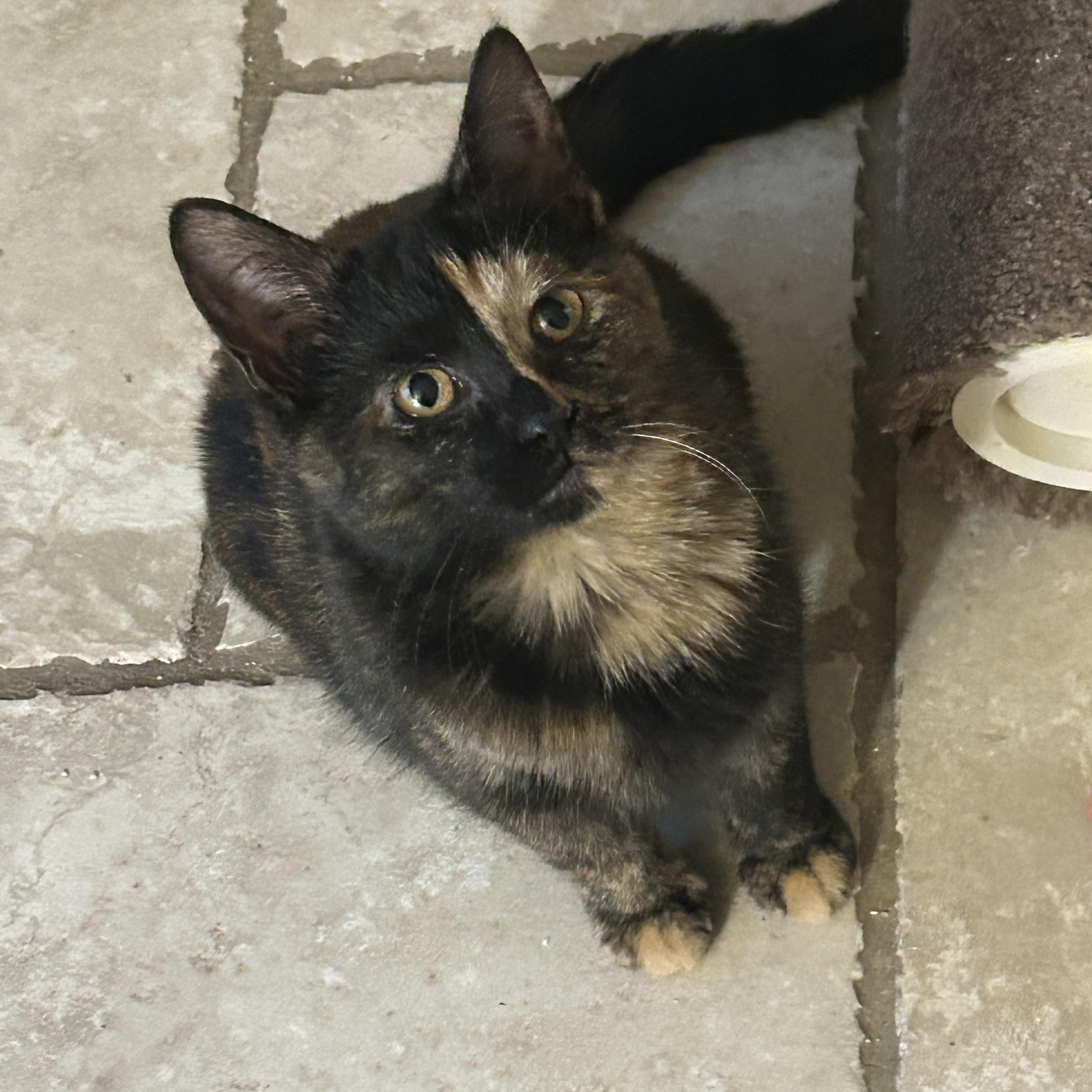 Raina, an adopted mixed breed in Macomb, MI image 2/2