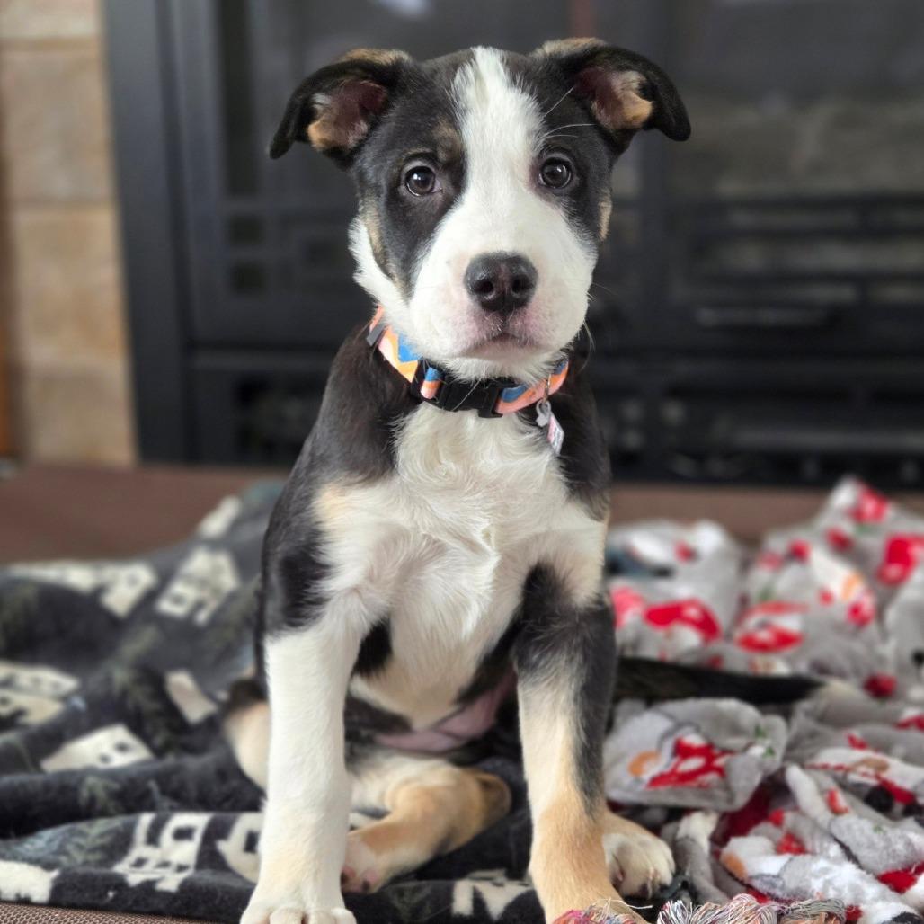 Enlarge Serena, a Adoptable Mixed Breed in Joliet, IL image 1/6