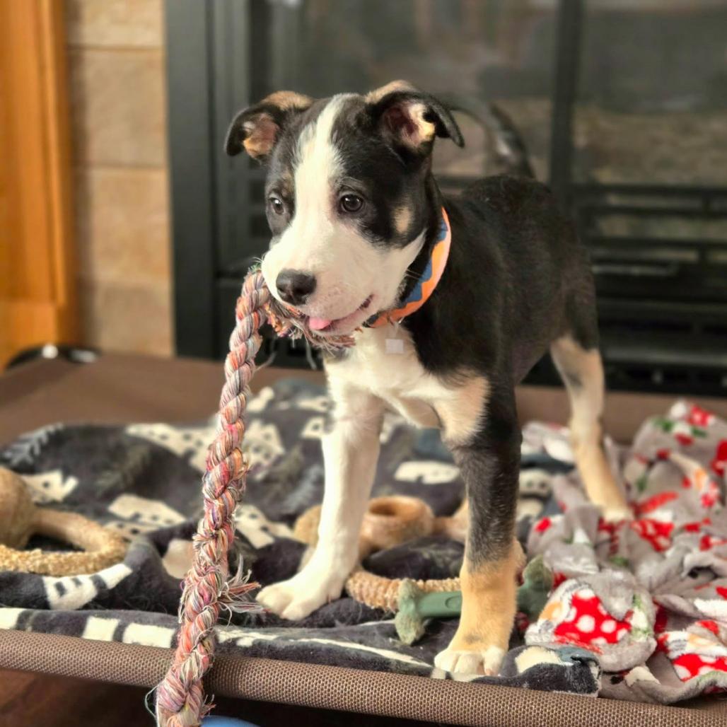 Enlarge Serena, a Adoptable Mixed Breed in Joliet, IL image 2/6