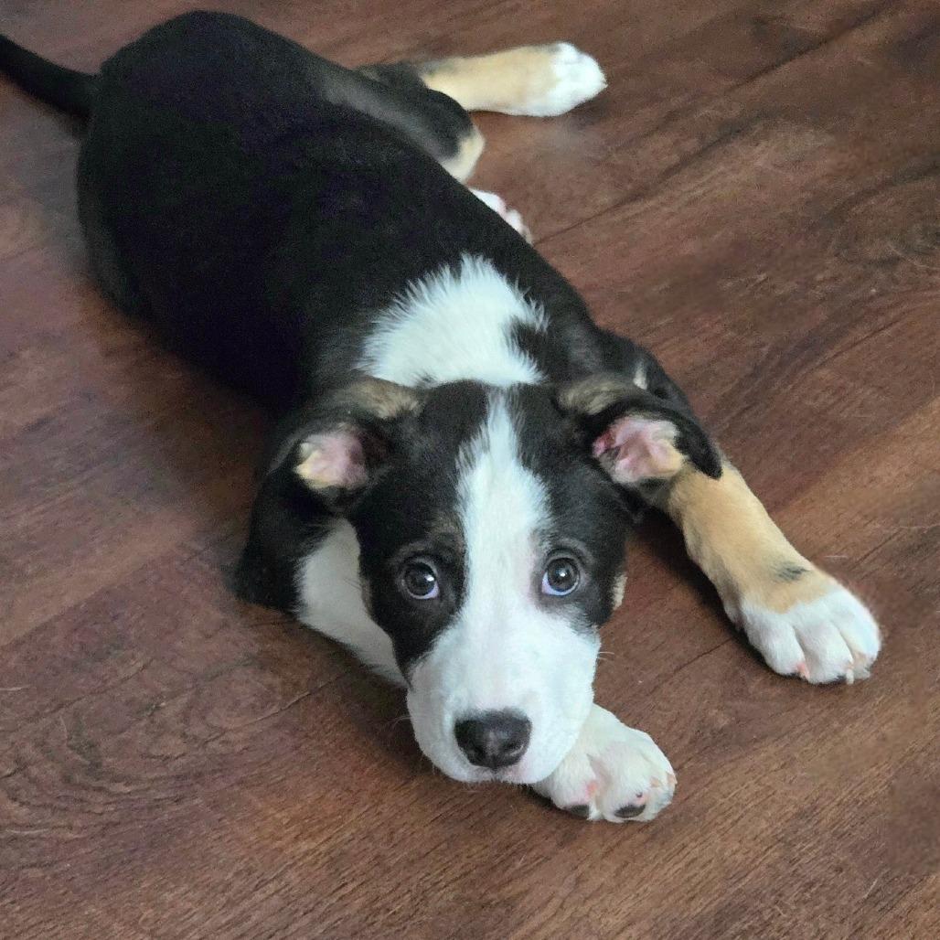 Enlarge Serena, a Adoptable Mixed Breed in Joliet, IL image 3/6