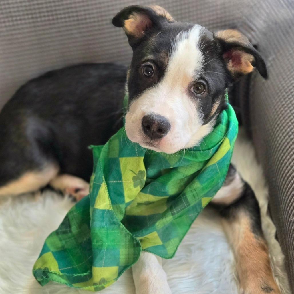 Enlarge Serena, a Adoptable Mixed Breed in Joliet, IL image 4/6