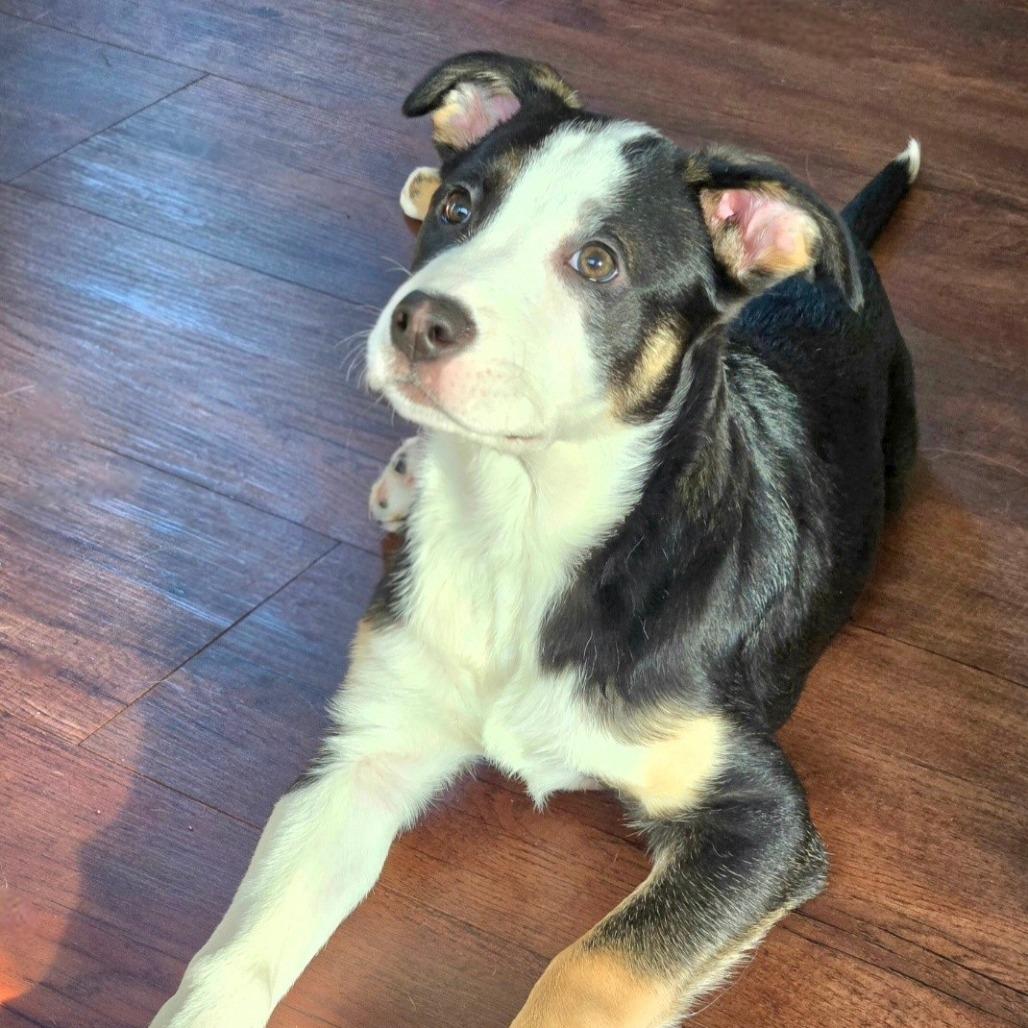 Enlarge Serena, a Adoptable Mixed Breed in Joliet, IL image 5/6