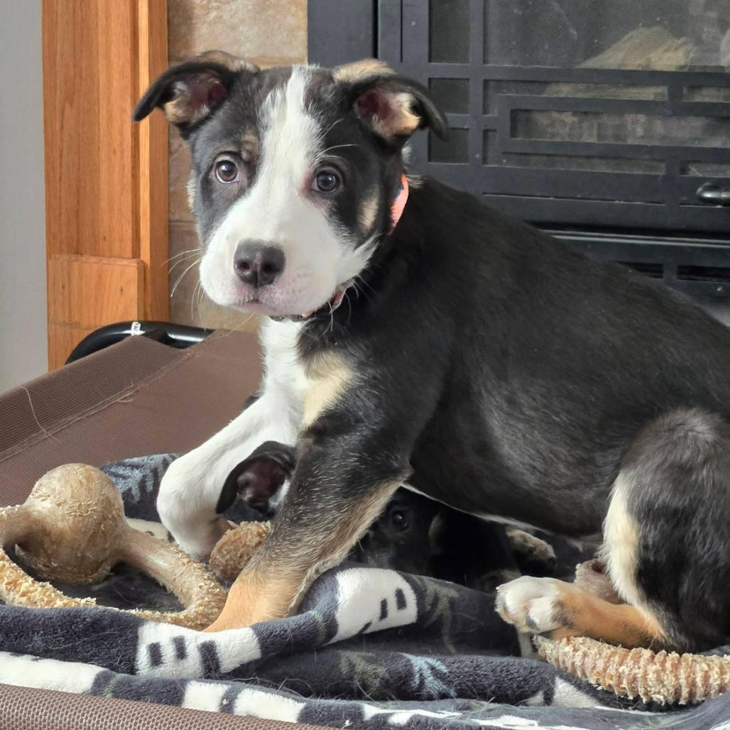 Enlarge Serena, a Adoptable Mixed Breed in Joliet, IL image 6/6