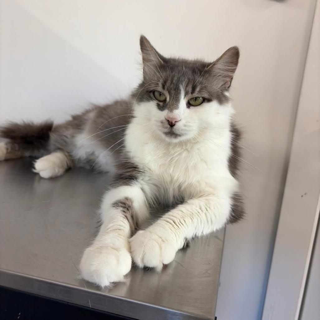 Katniss ARC26 - 143, Adoptable, Adult Female Domestic Medium Hair.